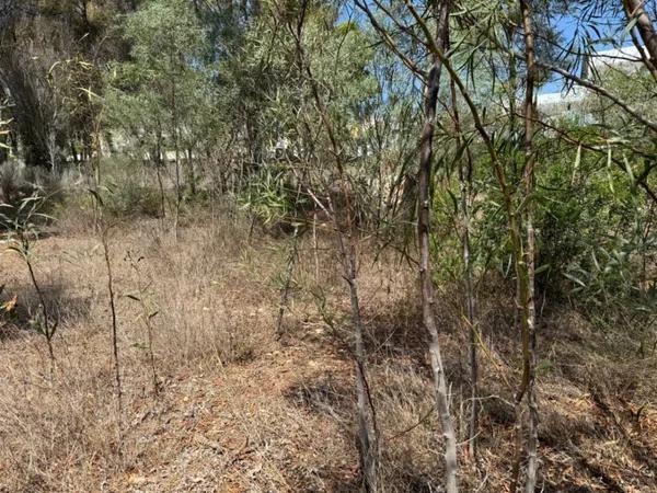 Terreno en Pinar de Advocat-Cometa