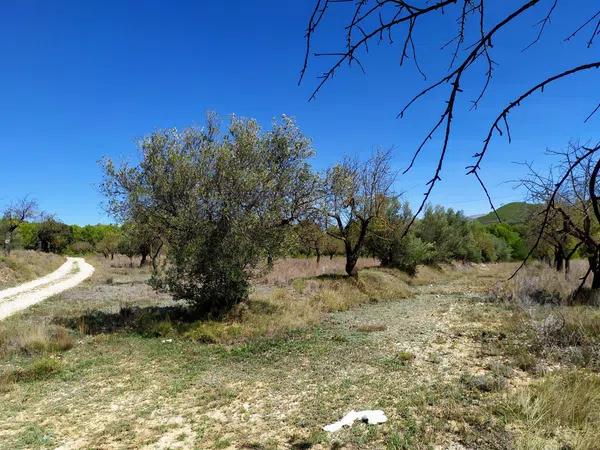 Terreno en Carrascal, 19