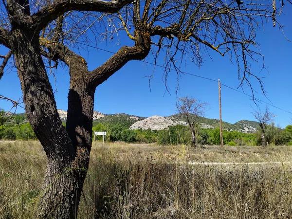 Terreno en Carrascal, 19