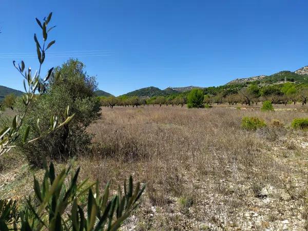 Terreno en Carrascal, 19