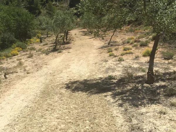 Terreno en carretera de Benifallim a torremanzanas, km 11