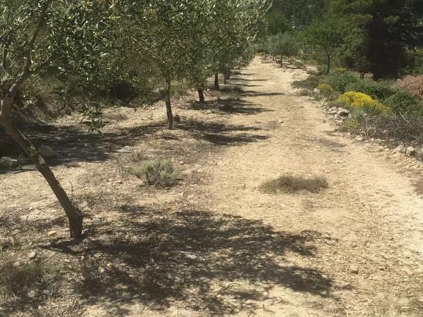 Terreno en carretera de Benifallim a torremanzanas, km 11