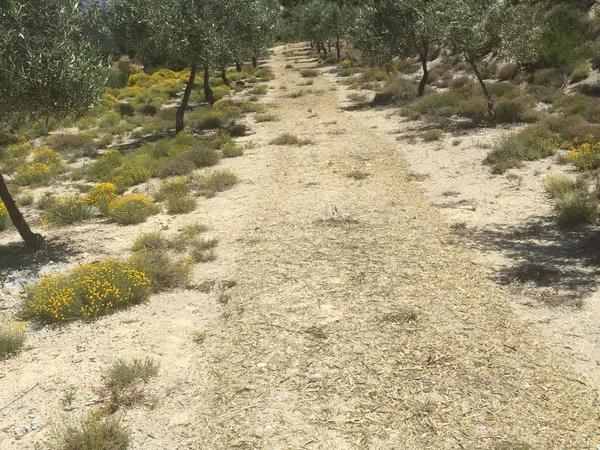 Terreno en carretera de Benifallim a torremanzanas, km 11