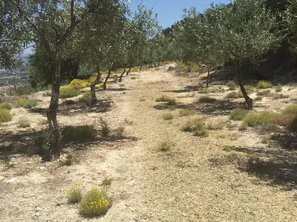 Terreno en carretera de Benifallim a torremanzanas, km 11