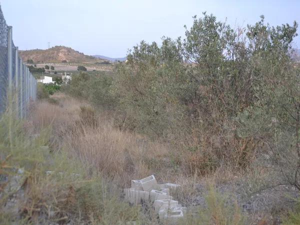 Terreno en carretera De Salinas a Sax s/n