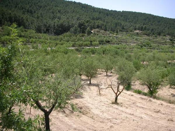 Terreno en carretera reyeu s/n