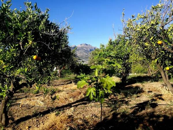 Terreno en Partida Cotelles, 17