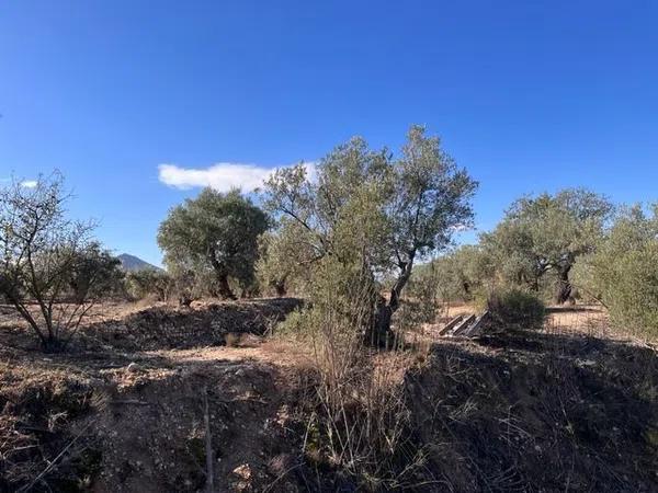 Terreno en camino Cabesols