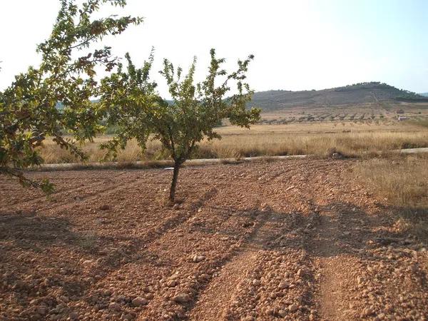 Terreno en la foia de biar