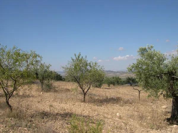 Terreno en carr.biar-bañeres km. 5,5 s/n